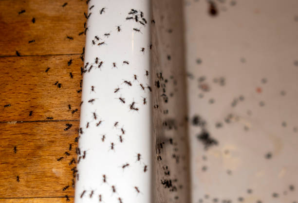 Best Best Pest Control Companies  in Jamestown, TN